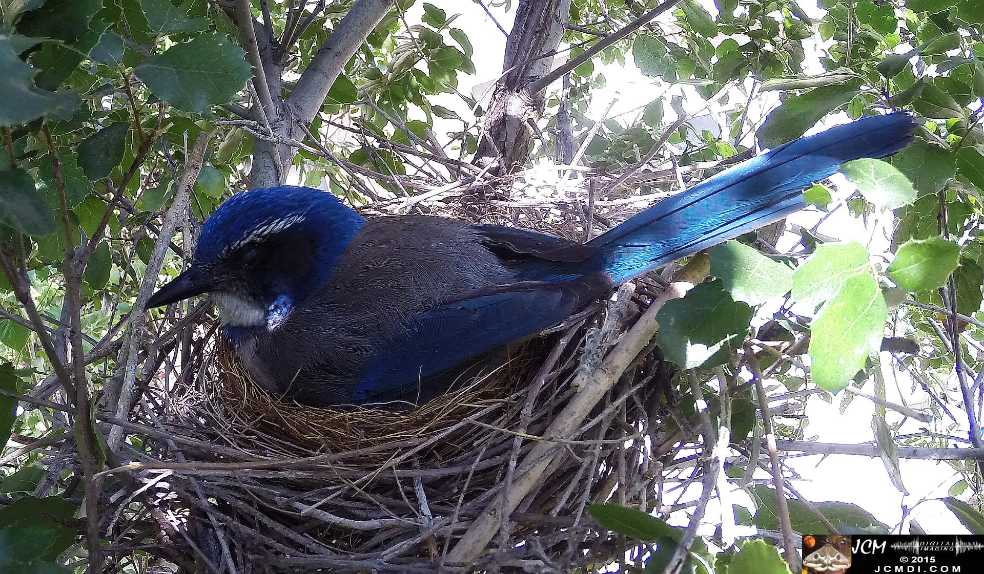 Scrub jay Nest in Santa Clarita, Ca jcmdi.com